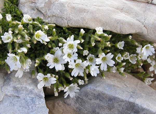 Cerastium thomasii